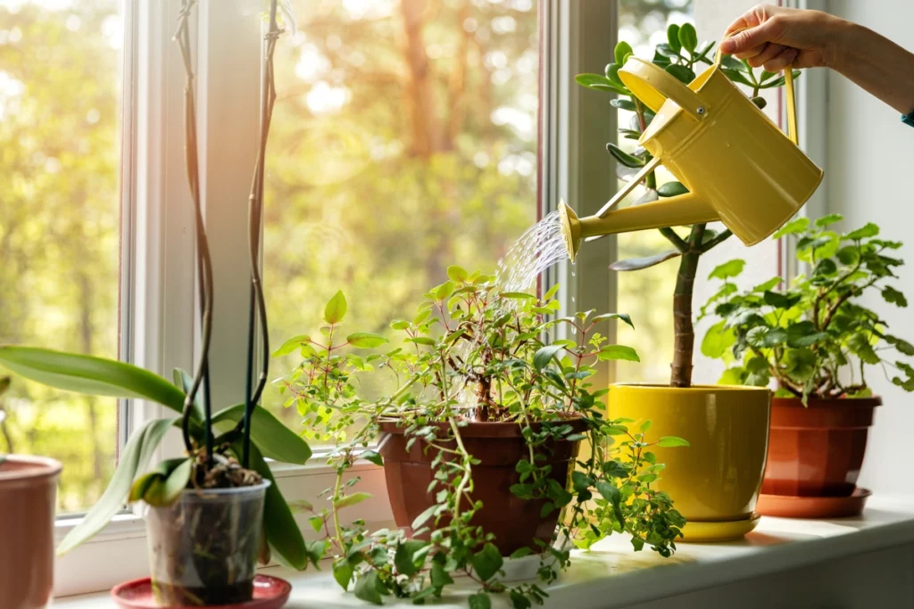 how to save on the water bill by watering plants at best times